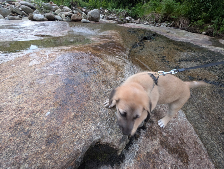 chinook dog